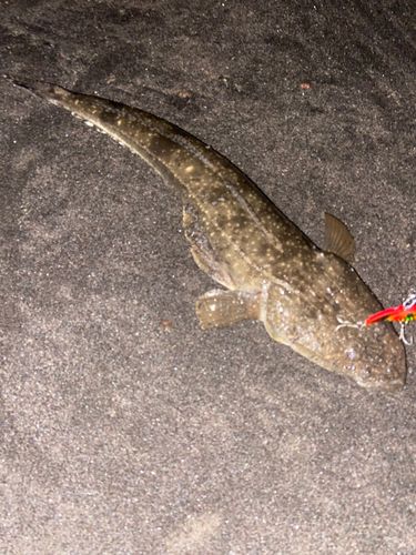 マゴチの釣果