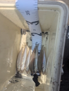 シロギスの釣果