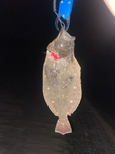 ソゲの釣果