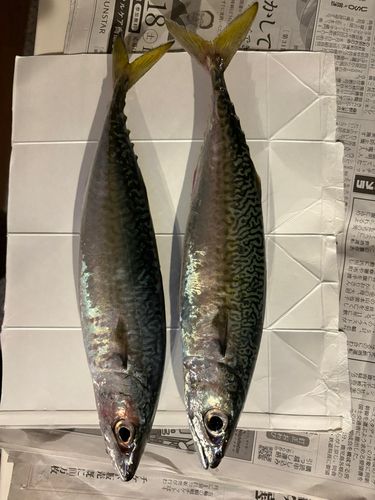 サバの釣果
