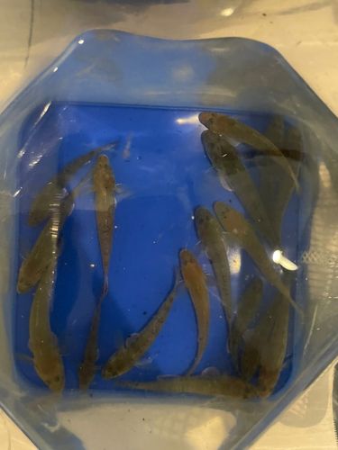 マハゼの釣果
