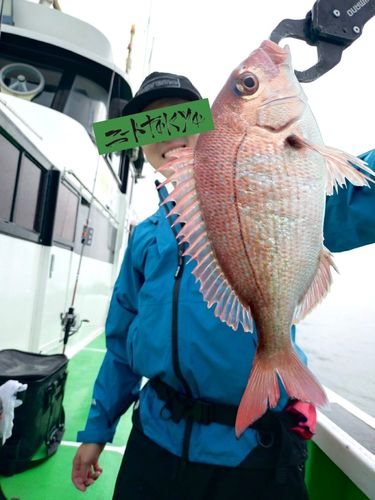 マダイの釣果