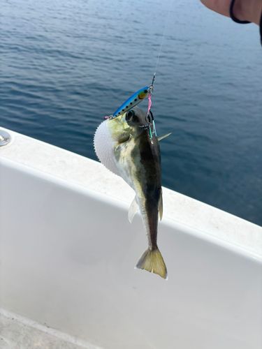 シロサバフグの釣果