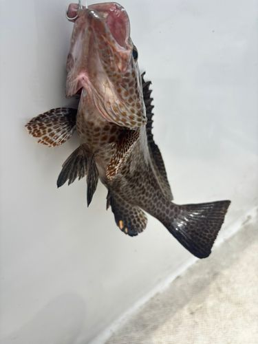 オオモンハタの釣果