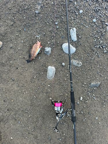 オオモンハタの釣果