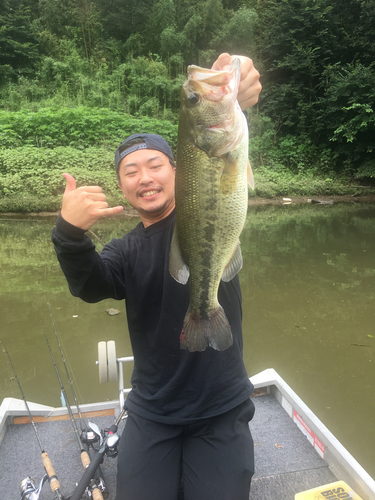 ブラックバスの釣果