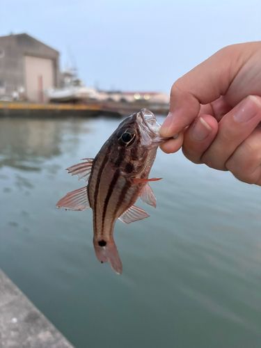 ネンブツダイの釣果