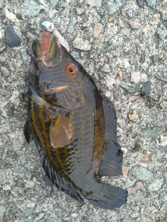 オグロベラの釣果