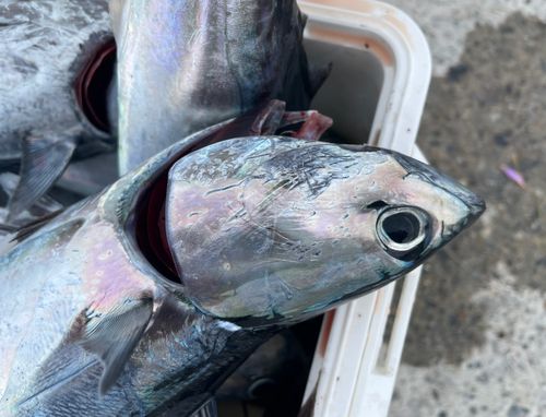 ソウダガツオの釣果
