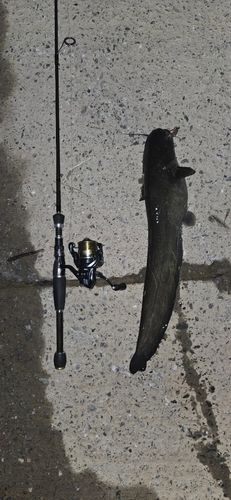 ナマズの釣果