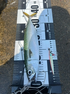 サバの釣果