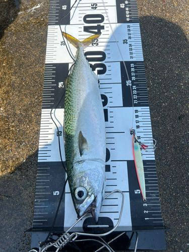 サバの釣果