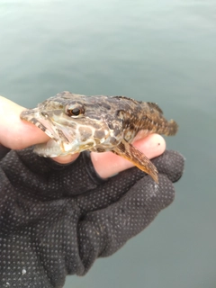 アナハゼの釣果