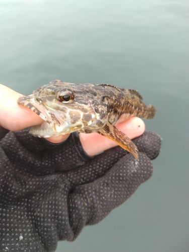 アナハゼの釣果