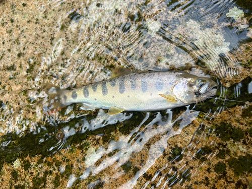 トラウトの釣果 - アングラーズ | 釣果600万件の魚釣り情報サイト