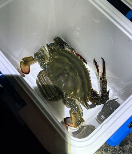 ワタリガニの釣果