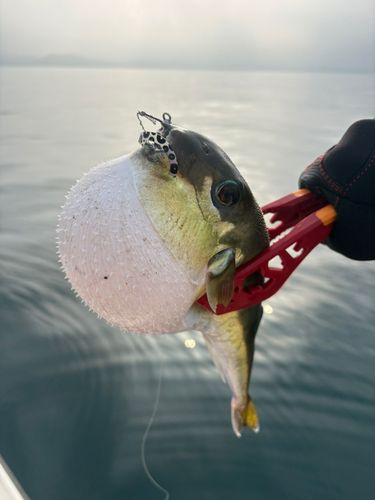 シロサバフグの釣果