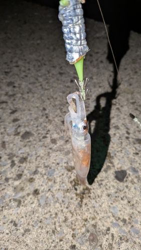 スルメイカの釣果