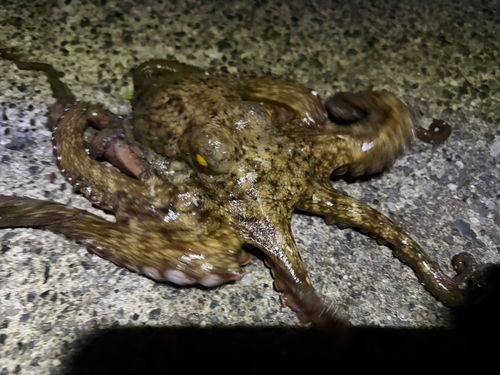 マダコの釣果