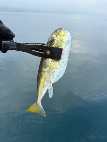 シロサバフグの釣果
