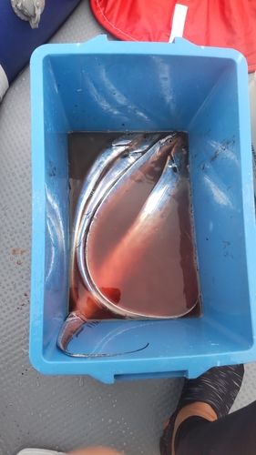 タチウオの釣果