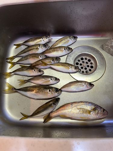 アジの釣果