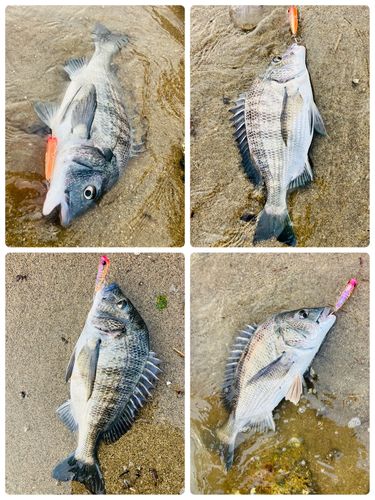 チヌの釣果