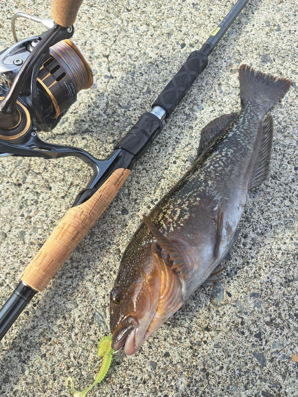 DAIWA 23ファントム リベラリスト 863ML+RSSの最安値・インプレ・釣果