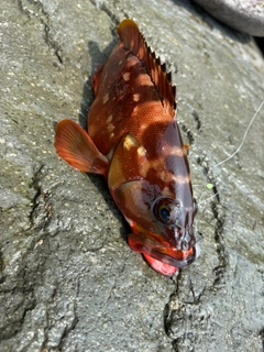 アカハタの釣果