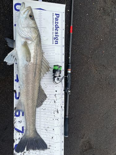 スズキの釣果