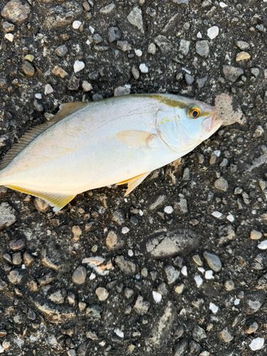 シオの釣果