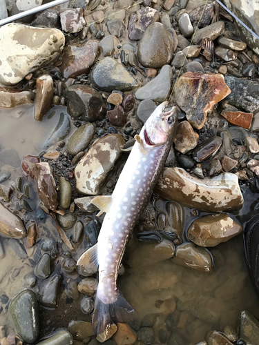 アメマスの釣果