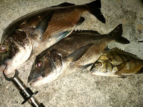 チヌの釣果