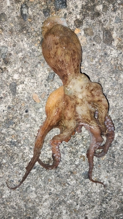 タコの釣果