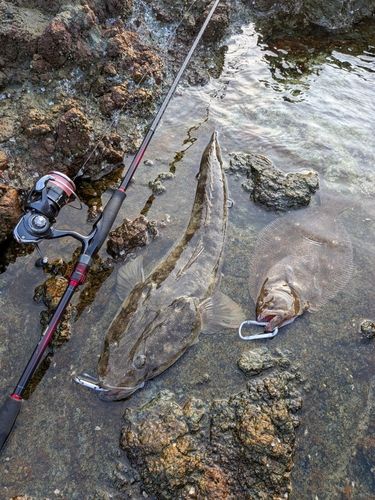 ヒラメの釣果