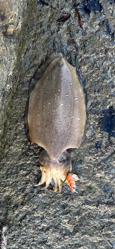 イカの釣果