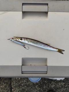 カマスの釣果