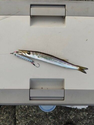 カマスの釣果