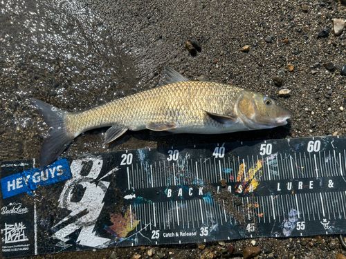 ニゴイの釣果