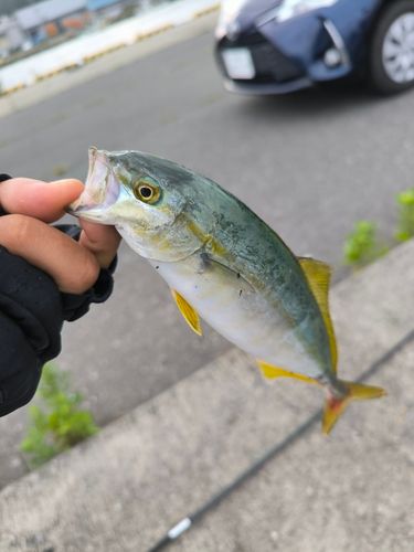 ショゴの釣果
