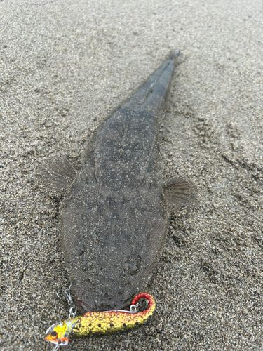 コチの釣果