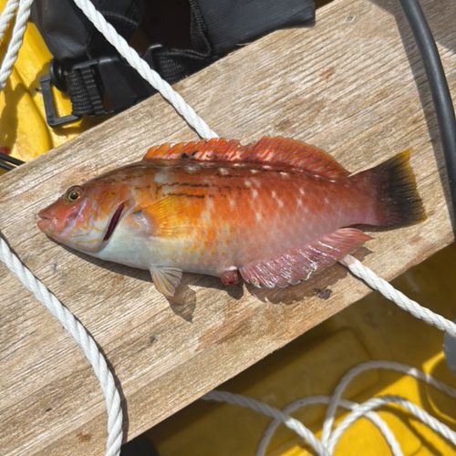 ホシササノハベラの釣果
