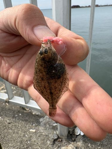 カレイの釣果