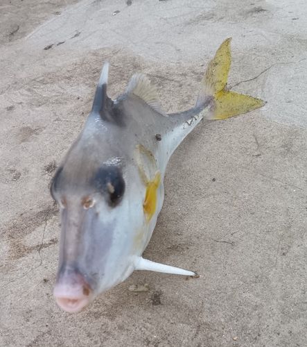 ギマの釣果