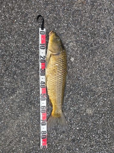 コイの釣果