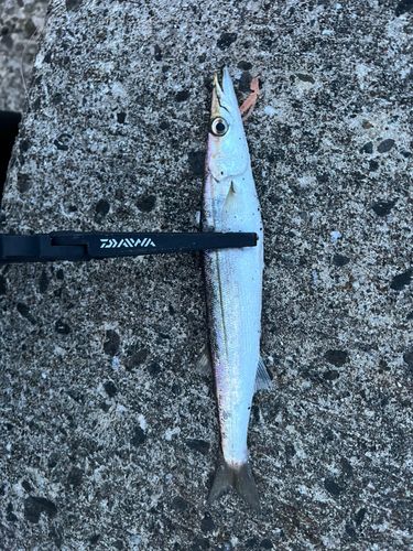 カマスの釣果