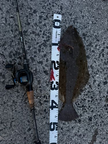 ヒラメの釣果