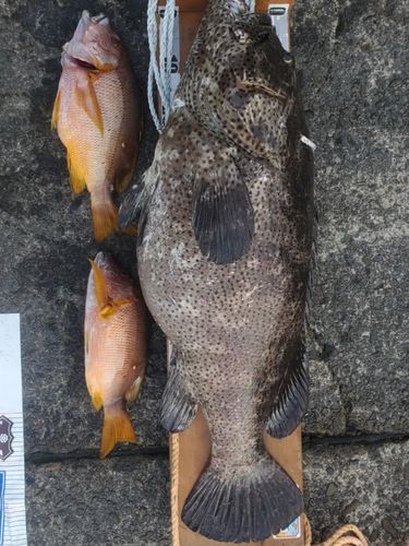 ヤイトハタの釣果
