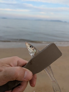 シロギスの釣果
