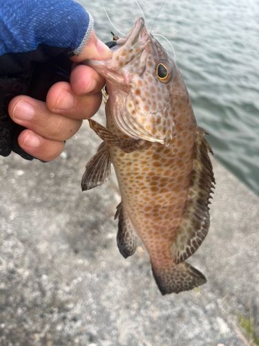 オオモンハタの釣果